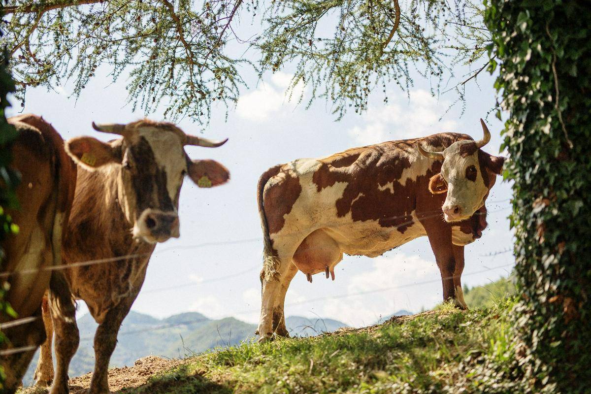 Največ kravjega mleka se je lani odkupilo s kmetijskih gospodarstev v podravski statistični regiji. Foto: AP