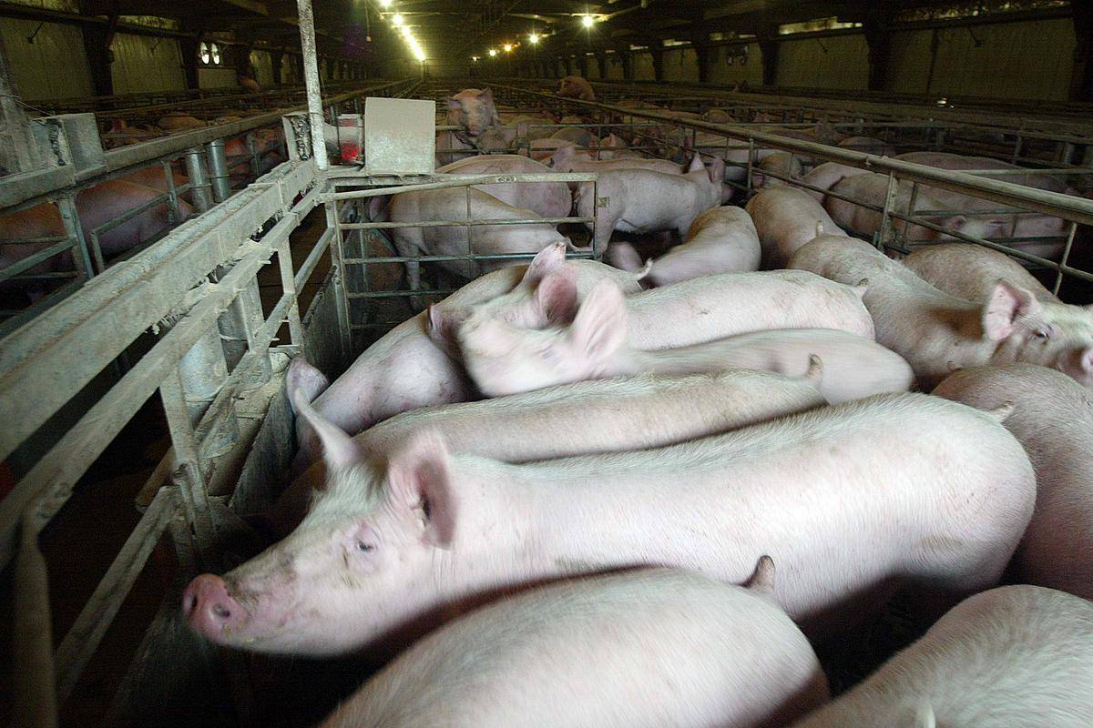GoAgro zatrjuje, da gre za prvi Pig NFT na svetu, ki mu bodo sledile tudi druge naložbe v kmetijstvu. Foto: BoBo