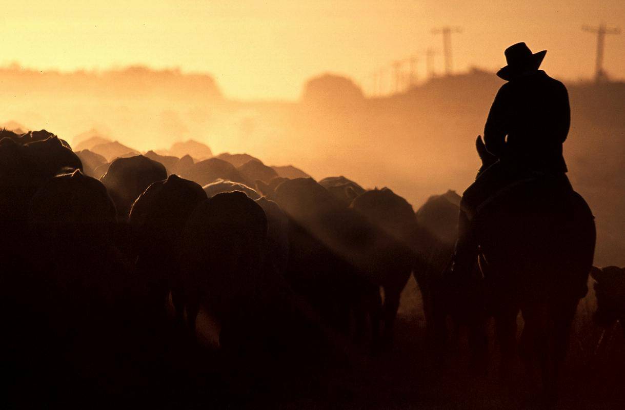 Avstralski kmetje so si prizadevali za večji dostop avstralske govedine na evropski trg. Foto: Reuters