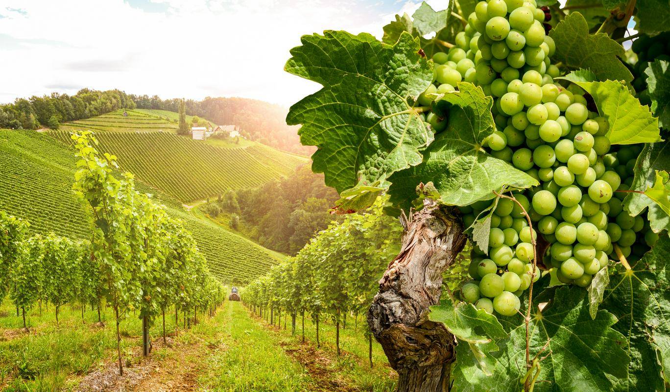 Tudi vinogradi se digitalizirajo. Foto: Shutterstock